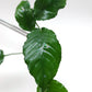 Anubias barteri var nana (wrinkle leaf)