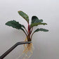 BUCEPHALANDRA SP. ALAMANDA