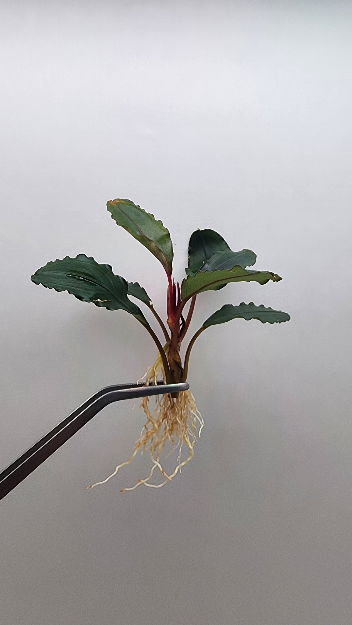 BUCEPHALANDRA SP. ALAMANDA