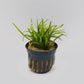 Sagittaria pusilla