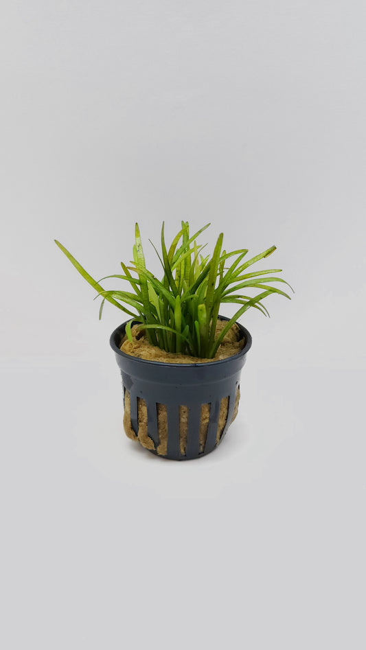 Sagittaria pusilla