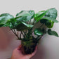 Anubias barteri broad leaf Extra Large MOTHER POT