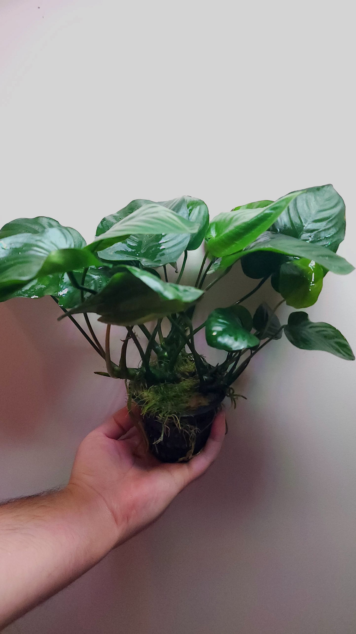 Anubias barteri broad leaf Extra Large MOTHER POT