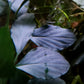 Homalomena sp. Silver