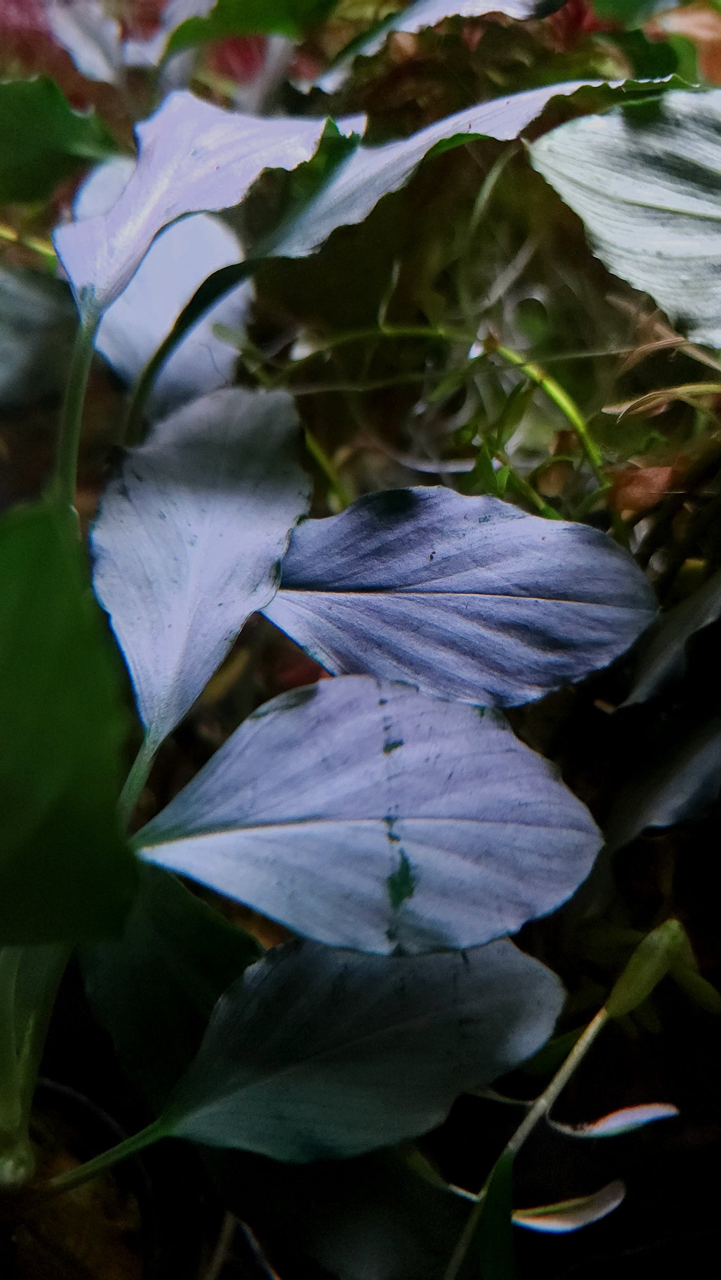 Homalomena sp. Silver