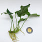 Anubias barteri var nana (wrinkle leaf)