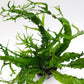 Microsorum windelov twisted