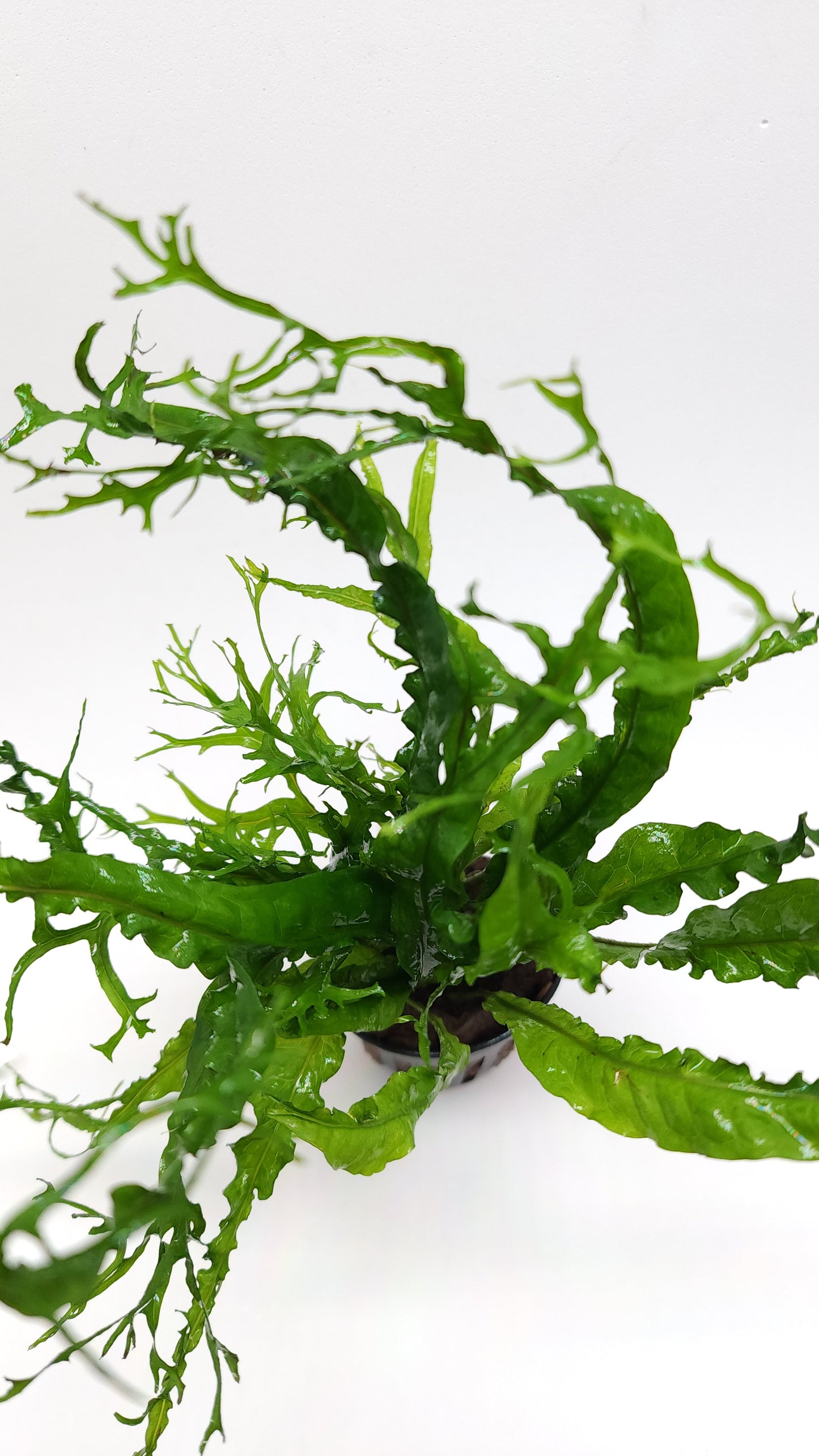 Microsorum windelov twisted