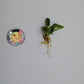 BUCEPHALANDRA SP. MAESTRO BLUE