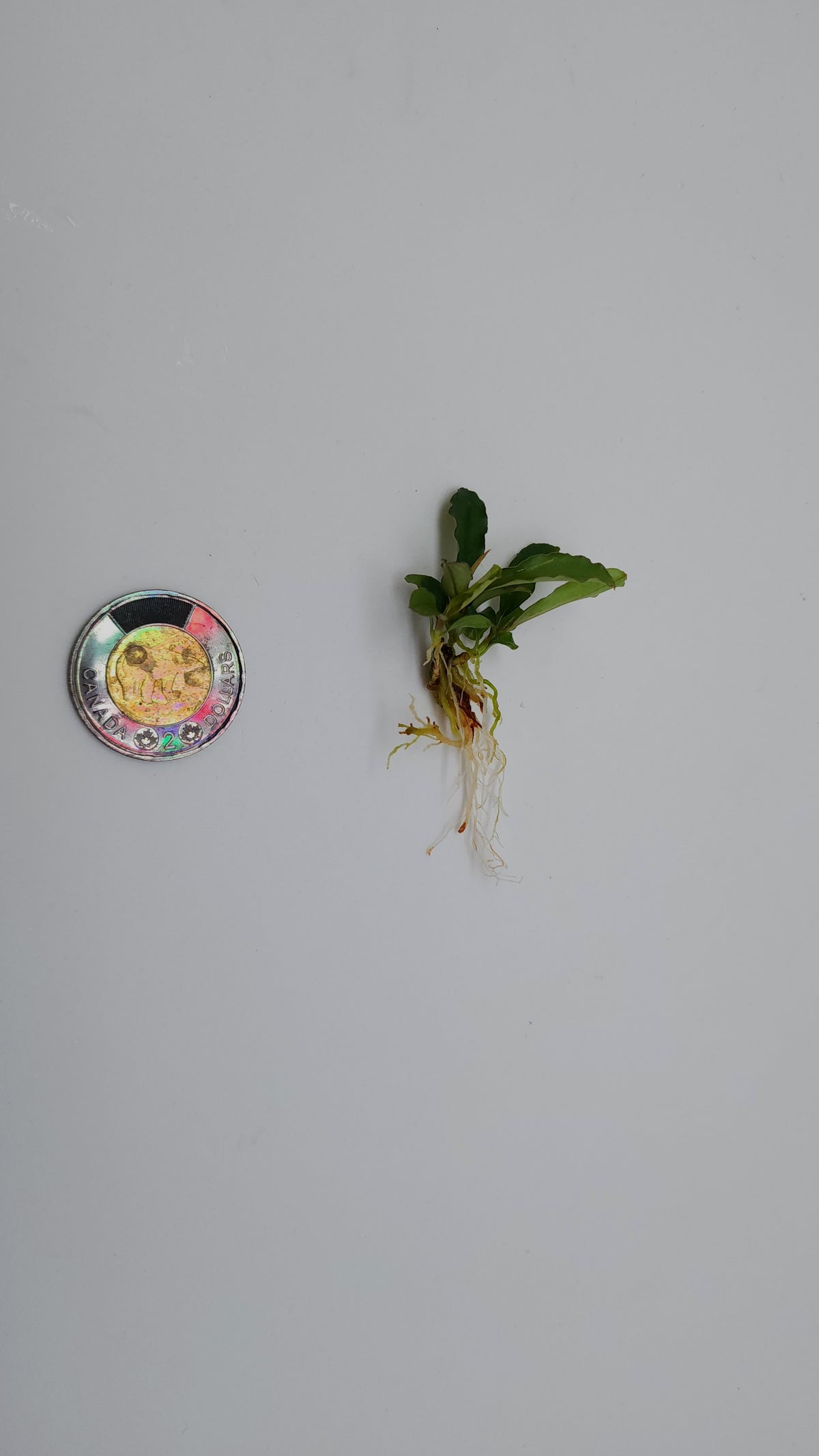 BUCEPHALANDRA SP. MAESTRO BLUE