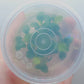 Schismatoglottis prietoi T/C CUP