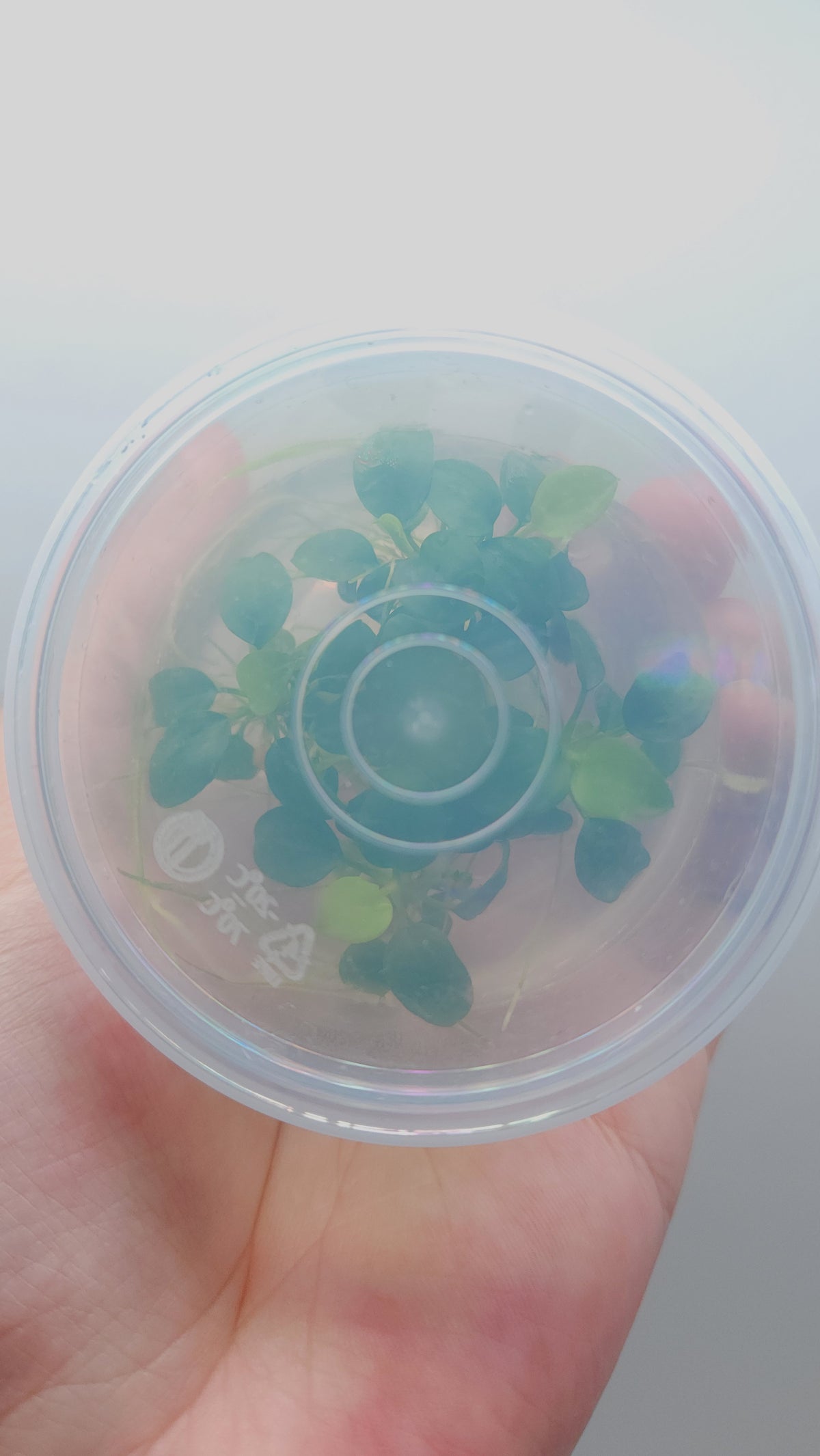 Schismatoglottis prietoi T/C CUP