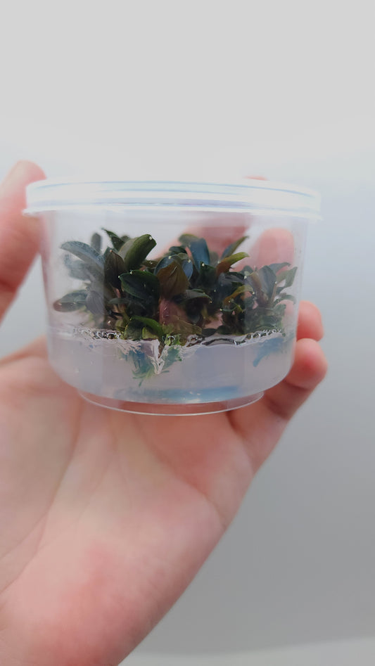 BUCEPHALANDRA RED MINI T/C CUP