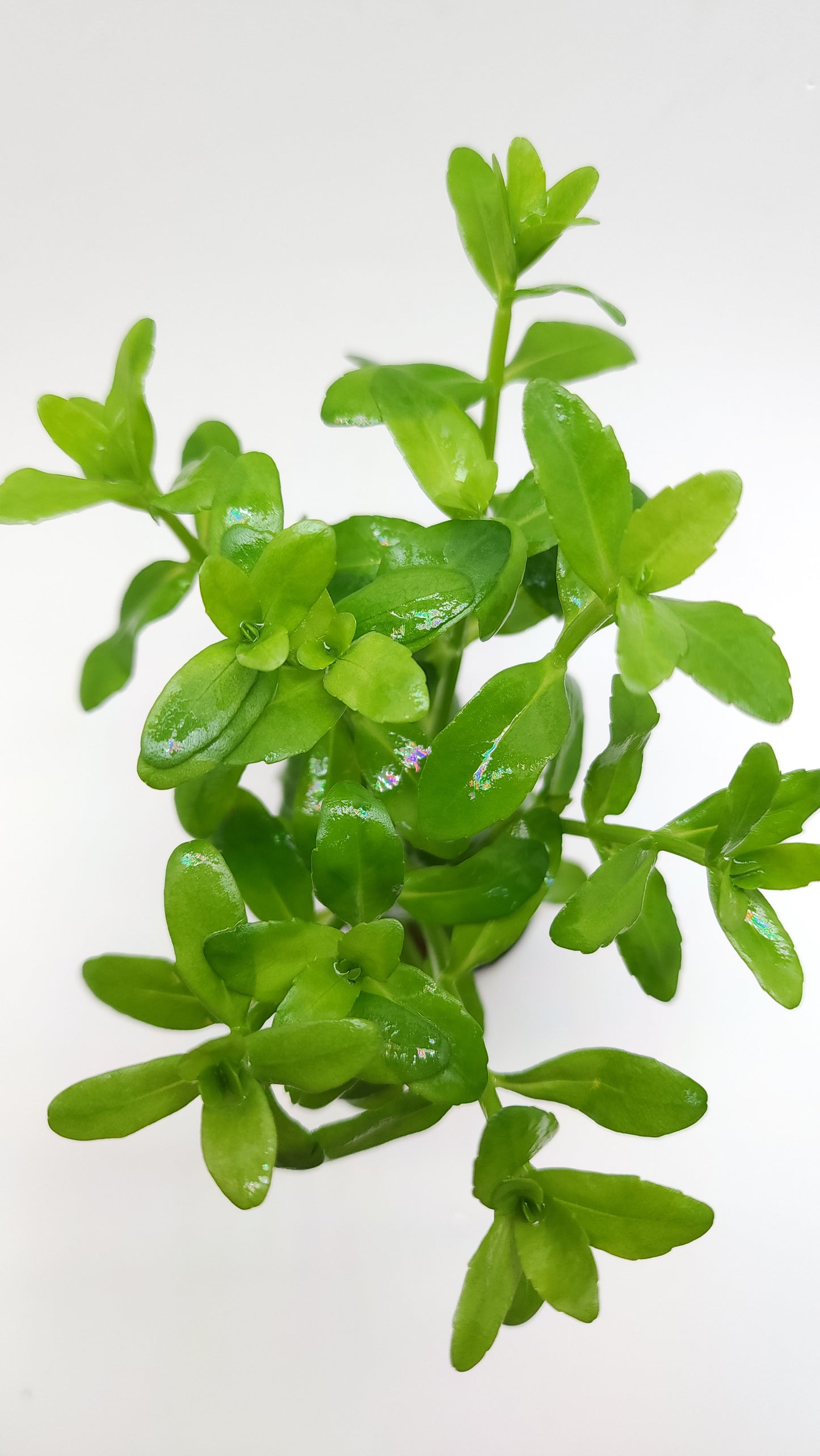 Bacopa madagascariensis