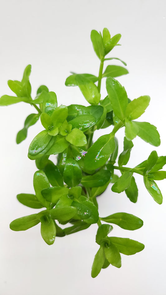 Bacopa madagascariensis